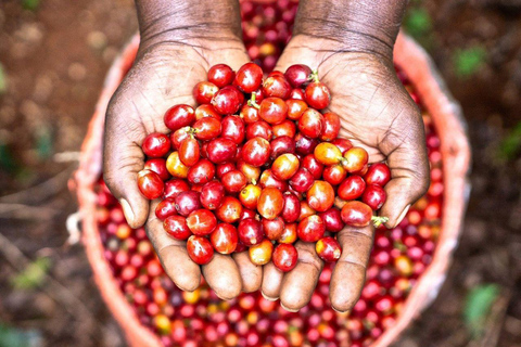 Nairobi: Half day Coffee Farm tour with a local guide