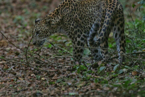 Responsible Wilpattu National Park Jeep Safari from Colombo Wilpattu National Park Half Day Safari from Colombo/Negombo