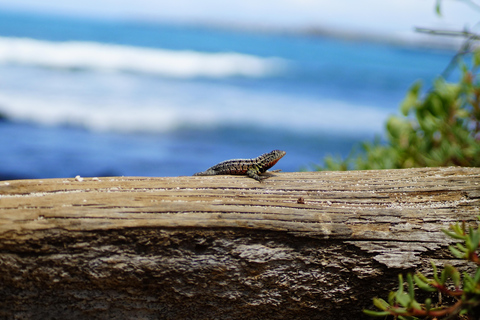 Isola delle Galapagos; tour naturalistico