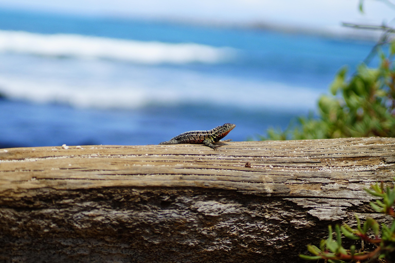 Isola delle Galapagos; tour naturalistico