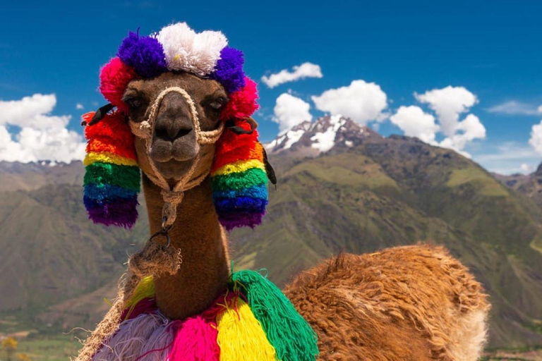 Cusco: Alpaca Therapy and Ancestral Art