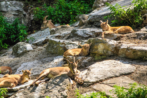 Salzburg Zoo Hellbrunn Skip-the-line Tickets & Private Car