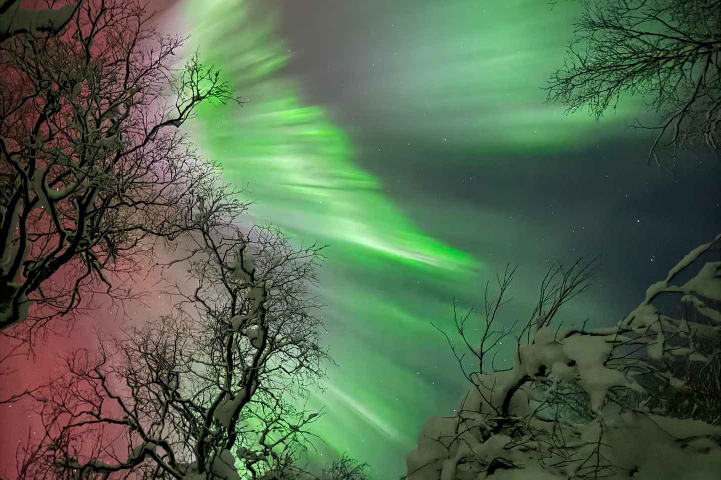 Fauske : Excursion en forêt avec aurores boréales, feu de camp et huskies