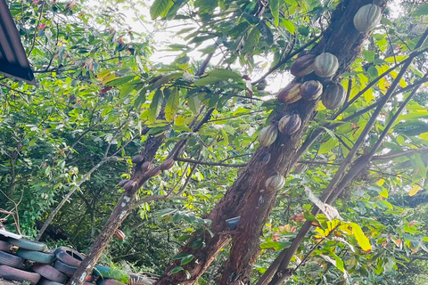 Puerto Plata: Coffee Plantation and Cacao Farm Tour