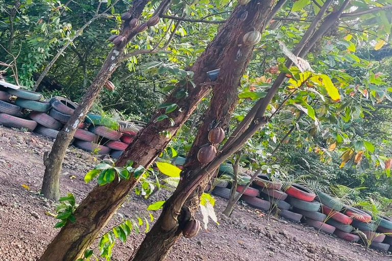 Puerto Plata: Coffee Plantation and Cacao Farm Tour
