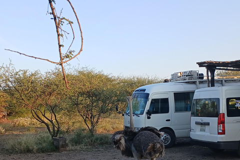 "Doświadczenie safari w Parku Narodowym Awash"