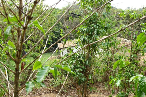 São Paulo Brazilian Coffee Culture & Farm Lunch Tour
