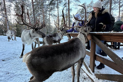 Private Helsinki Reindeer Park Safari