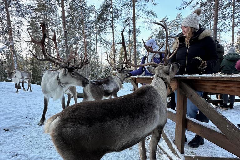 Private Helsinki Reindeer Park Safari