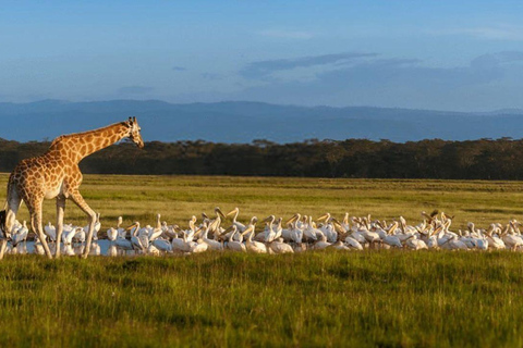Excursion d'une journée au lac Nakuru et tour en bateau à Naivasha