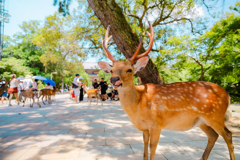 Private sightseeing tour of Nara in Spanish with pick-up from your hotel in Osaka or Kyoto 6-Hour Private Tour in Spanish