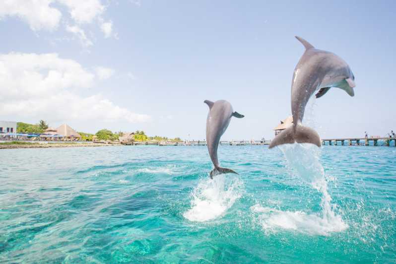 punta cana excursions dolphins