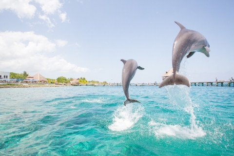 Punta Cana: nada e interactúa con delfinesEncuentro divertido con delfines