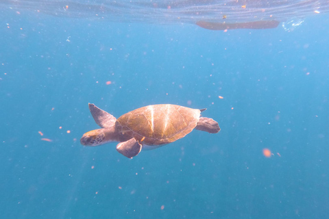 Tenerife: Kayak & Snorkeling Tour - Small Groups