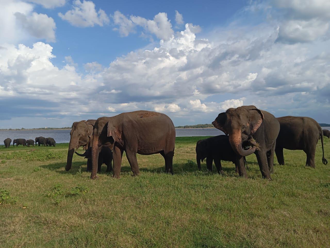 Von Sigiriya aus: Halbtägige Jeep-Safari im Minneriya-Nationalpark