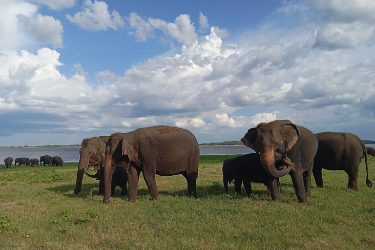 Da Sigiriya: Safari in jeep di mezza giornata nel Parco Nazionale di Minneriya