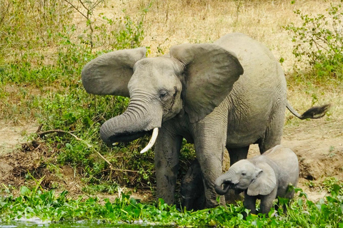 乌干达：3日游——默奇森瀑布与犀牛/黑猩猩追踪之旅乌干达：3日游，包含穆希逊瀑布和犀牛/黑猩猩徒步旅行