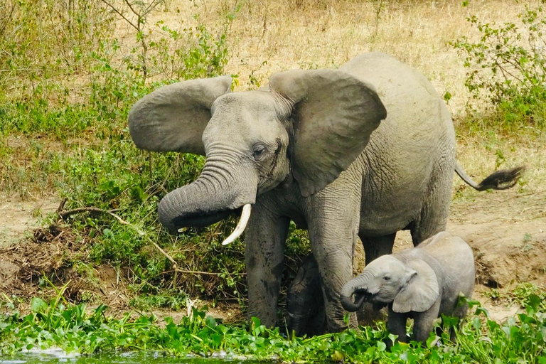 乌干达：3日游——默奇森瀑布与犀牛/黑猩猩追踪之旅乌干达：3日游，包含穆希逊瀑布和犀牛/黑猩猩徒步旅行