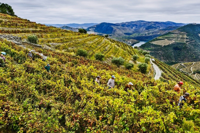 Porto: Douro Valley Tour with Wine Tasting, Lunch & Cruise Shared Tour