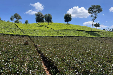 Taste the Rare: Kenya’s Purple Tea Discovery