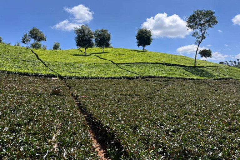 Taste the Rare: Kenya’s Purple Tea Discovery