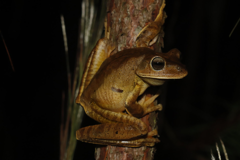 São Paulo: Forest Night Walk Tour with a Biologist