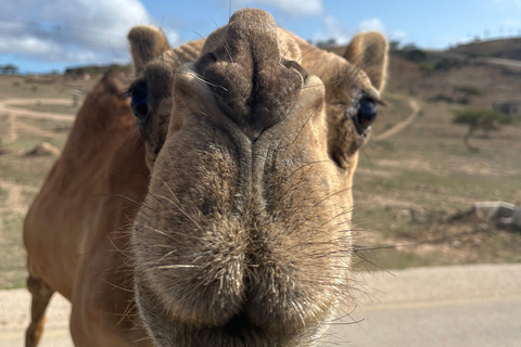 Circuit à l&#039;est de Salalah : Découvrez la ville de Taqa et le mode de vie montagnard