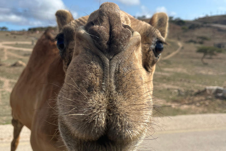 Oost Salalah Tour: Ervaar Taqa stad &amp; levensstijl in de bergen