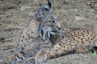 Von Sevilla aus: Naturpark Doñana, El Rocio und Matalascañas