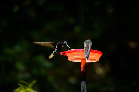 São Paulo: Monte Alegre do Sul Birdwatching Day Trip