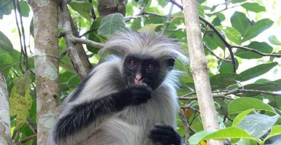 Zanzibar: Jozani Forest, Spice farms, & Prison Island