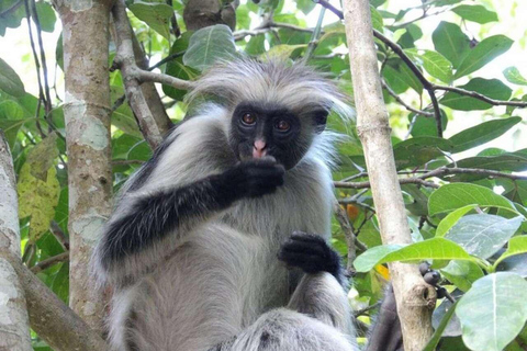 ZANZIBAR: wycieczka do Jozani Forest i restauracja The RockTRANSPORT WLICZONY W WYBRANĄ OPCJĘ WYCIECZKI
