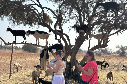 Agadir: Goats on Trees & Crocoparc Tour Goats on Trees & Crocoparc – Entry Ticket Included
