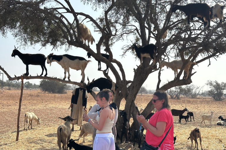 Agadir: Goats on Trees & Crocoparc Tour Goats on Trees & Crocoparc – Entry Ticket Included