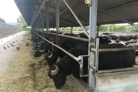 Exclusieve tour: Paestum opgravingen en bezoek aan kaasfabriek met proeverij en lunch