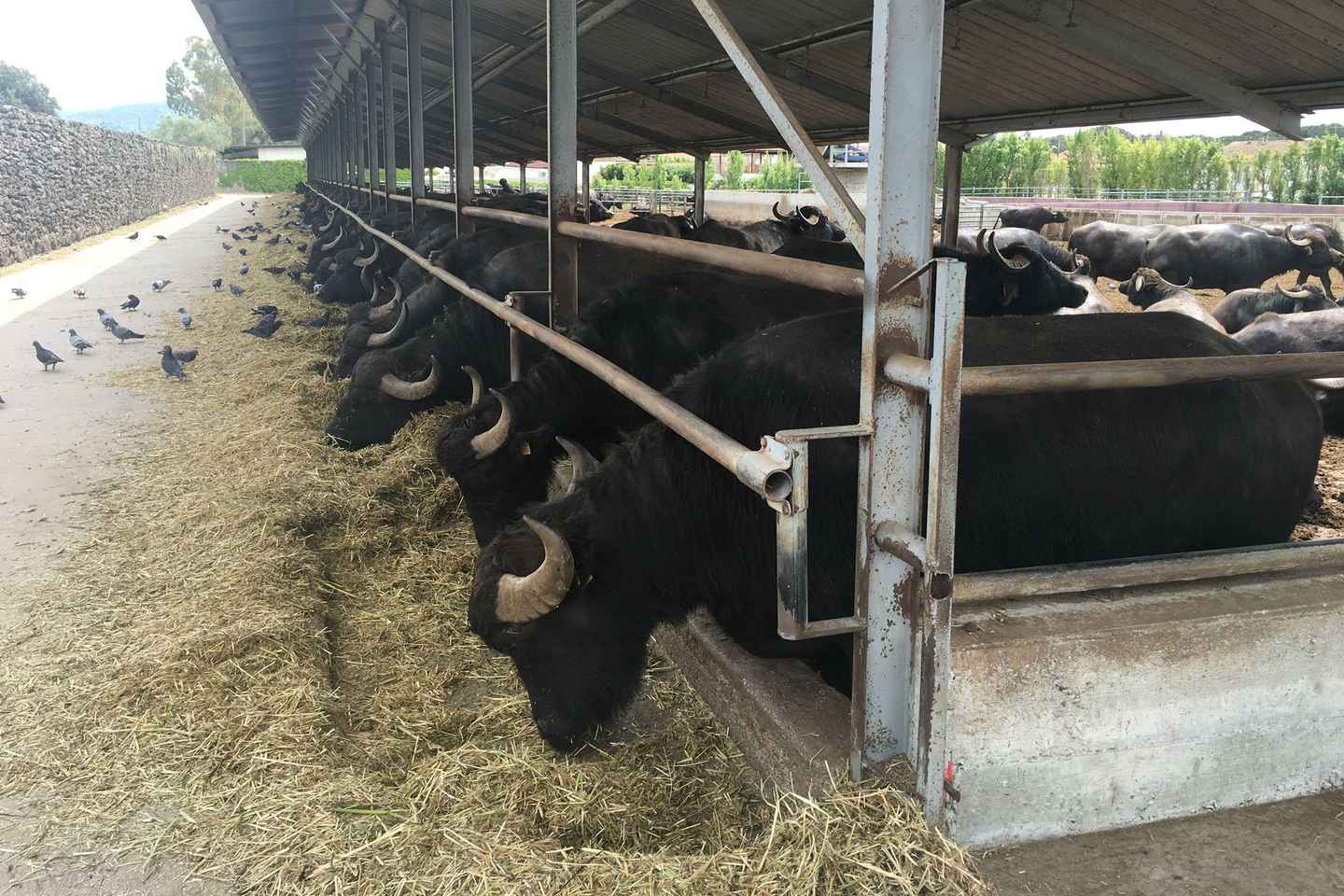 Exclusive Tour: Paestum Excavations and Cheese Factory Visit with Tasting and Lunch