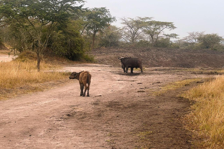 Entebbe : Parc du lac Mburo et Parc Queen Elizabeth, excursion de 3 joursEntebbe : excursion de 3 jours au parc du lac Mburo et au parc Queen Elizabeth