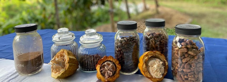 Moca, PR : Visite pied à pied de la ferme de cacao et dégustation de chocolat