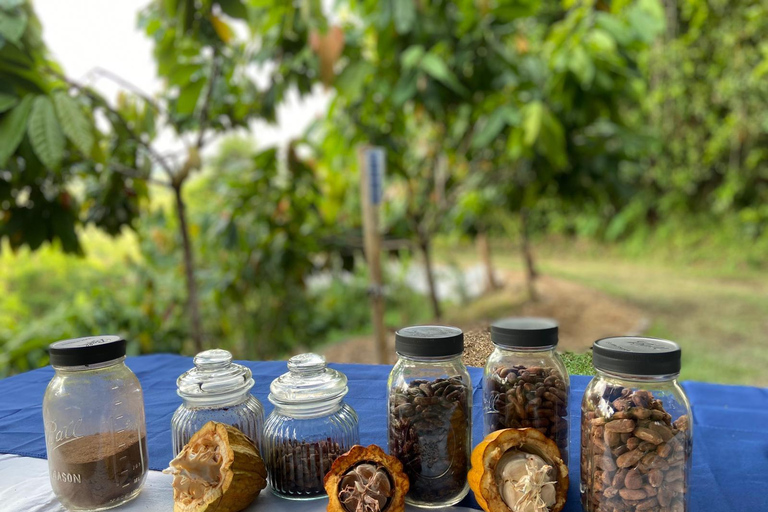 Moca, PR : Visite pied à pied de la ferme de cacao et dégustation de chocolatMoca PR : Visite de la Finca de Cacao et dégustation de chocolat