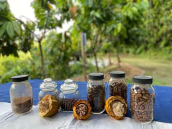 Moca, PR : Visite pied à pied de la ferme de cacao et dégustation de chocolat