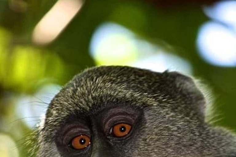 Zanzibar: Privat Jozani-skogen, Kuza-grottan och Rock RestaurantZanzibar: Privat Jozani-skogen, Kuza-grottan och Rock-restaurangen