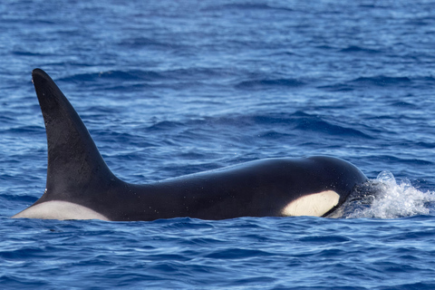 São Miguel : Observation des baleines et nage avec les dauphins sauvages - Journée complète