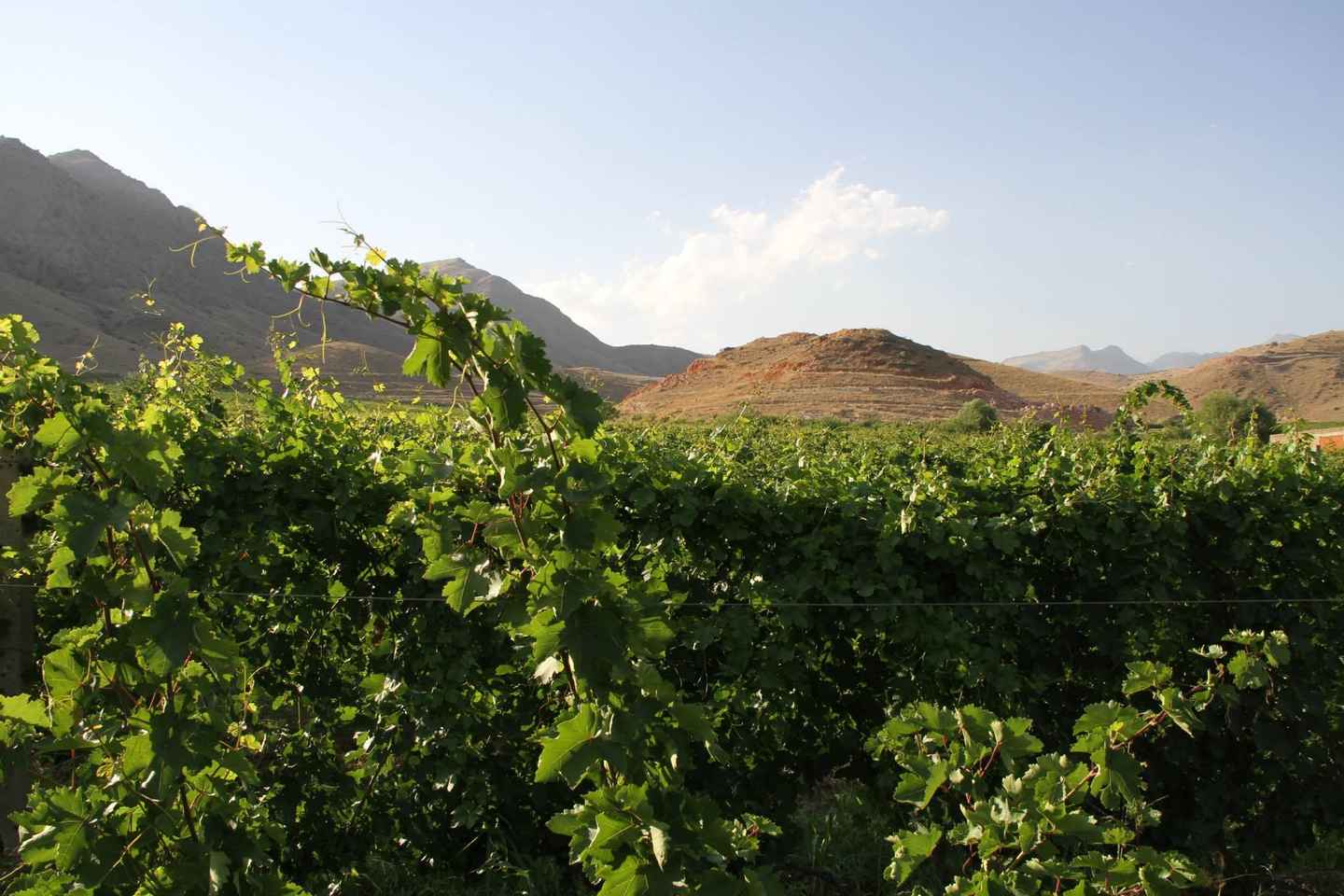 Tour dei Monasteri di Khor Virap e Noravank