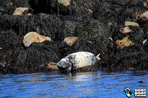Dublín: tour en barco por la historia y la fauna con comentarios en directo