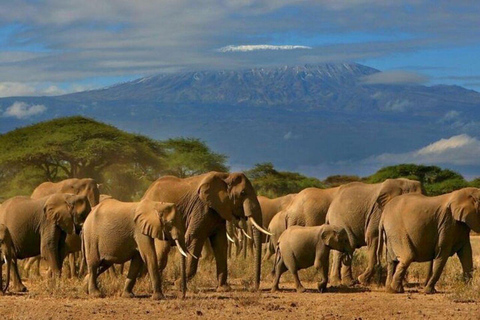 Nairobi: 2-Day Amboseli National Park Private Safari