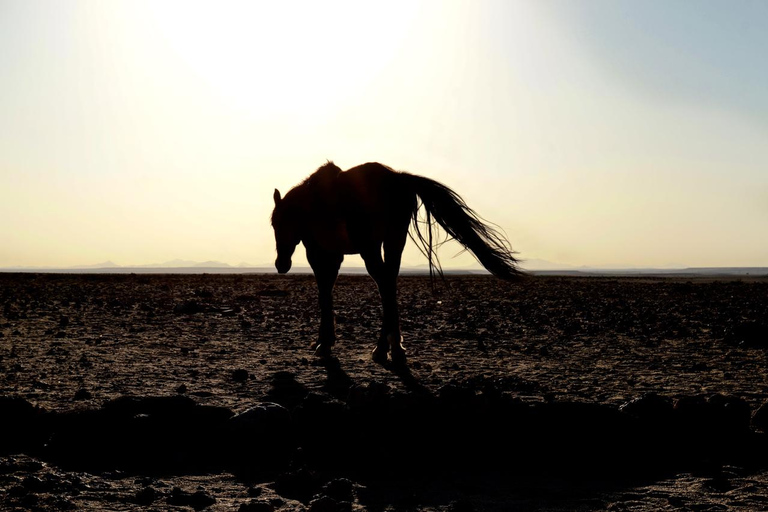 Swakopmund: Horseback Riding Tour with Lunch