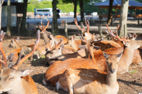 Tour por Kioto y Nara con Fushimi Inari y el parque de los ciervos