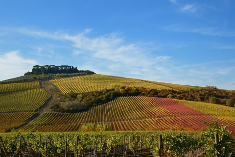 From Pisa or Lucca: Half-Day Tuscany Chianti Wine Tasting Wine Tour departure from Pisa