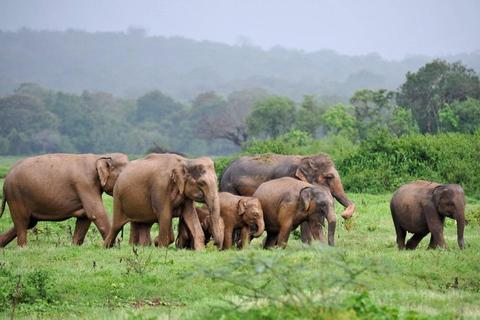 Eersteklas safari-ervaring in het Kaudulla National Park