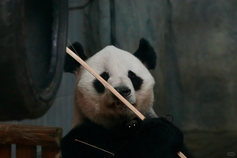 Shenzhen: Giant Panda Encounter and Safari Park